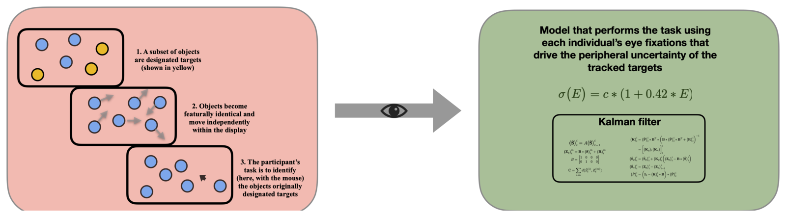 Task and model schematic: participants track a subset of featurally identical moving objects, and a Kalman filter model performs the same task using each individual's eye fixations, which drive peripheral uncertainty about the tracked targets